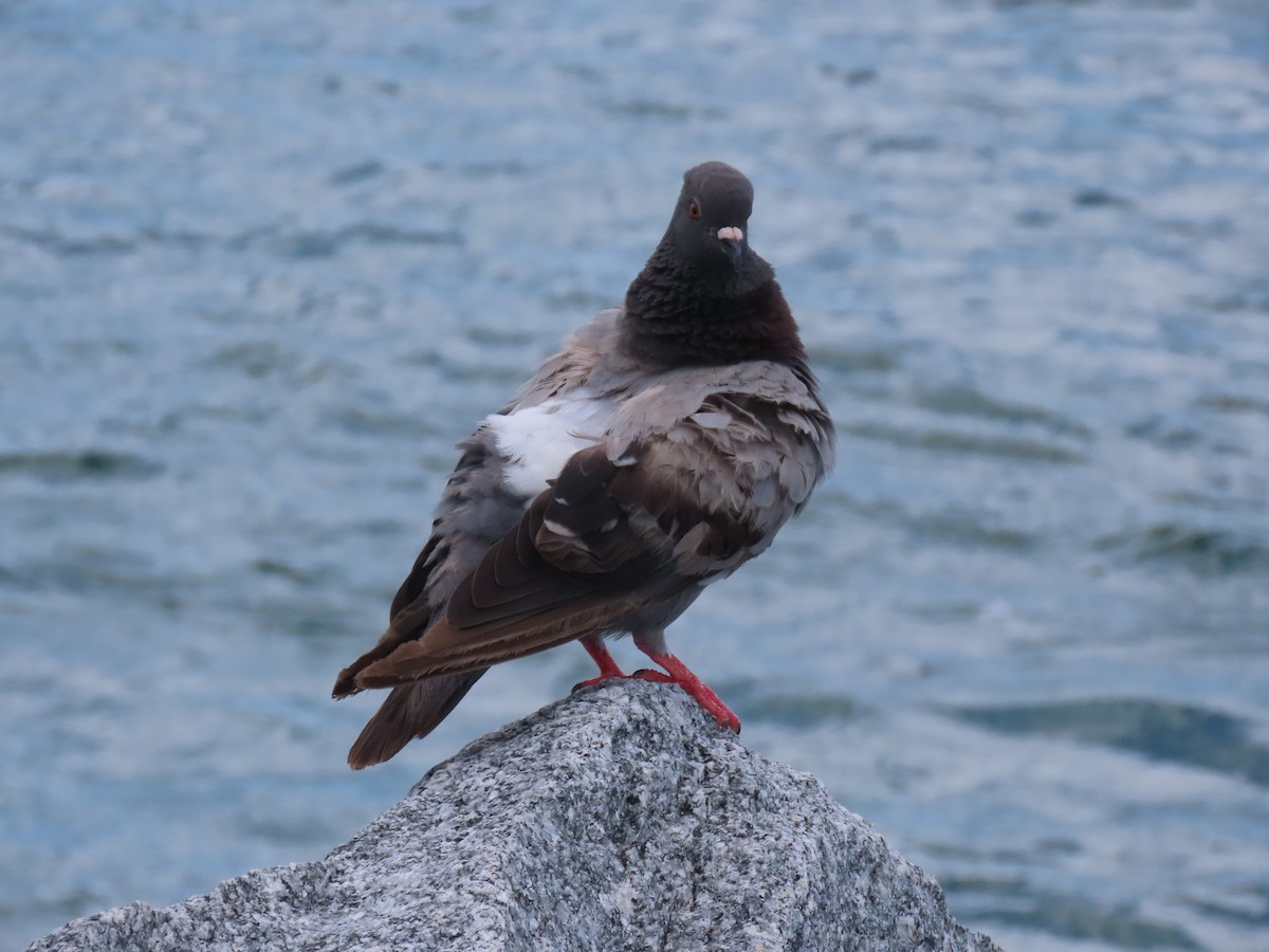 Rock Pigeon (Feral Pigeon) - ML620898962