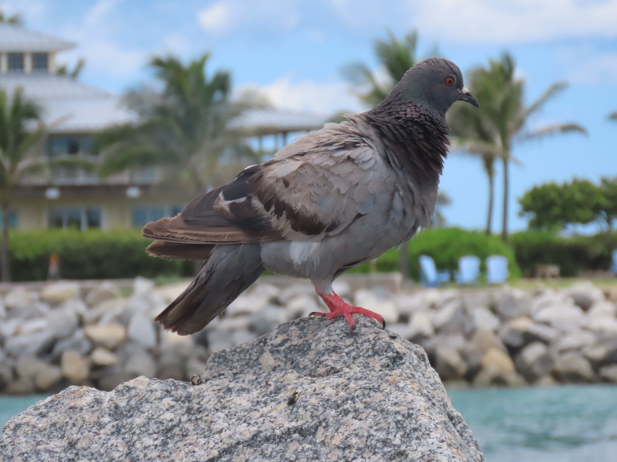 Rock Pigeon (Feral Pigeon) - ML620898963