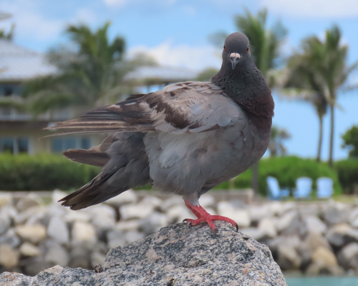 Rock Pigeon (Feral Pigeon) - ML620898964