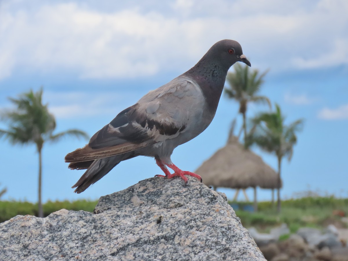 Pigeon biset (forme domestique) - ML620898965