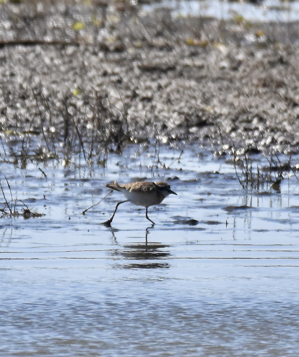 Chorlitejo Pecuario - ML620898970