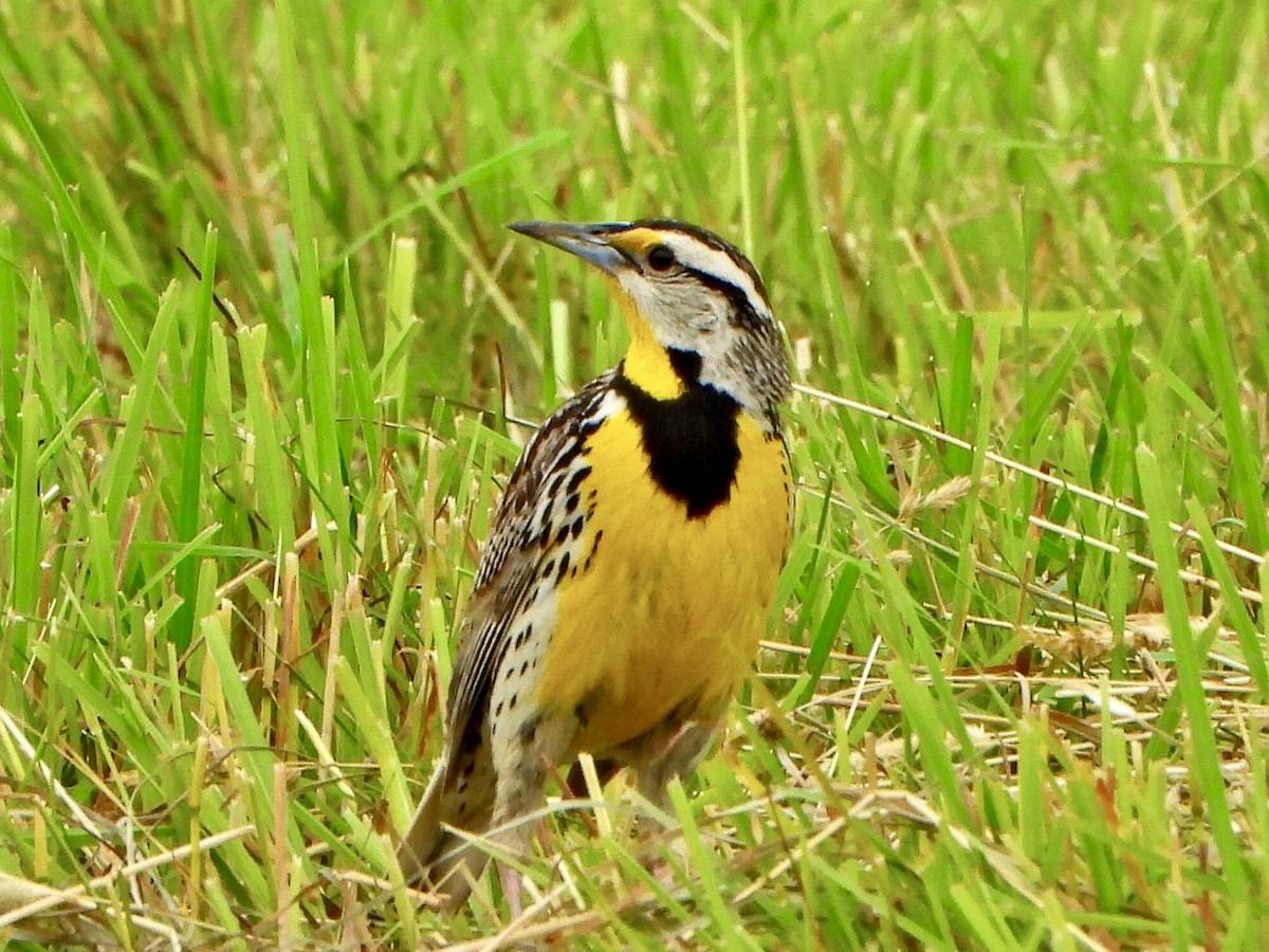 Eastern Meadowlark - ML620898973