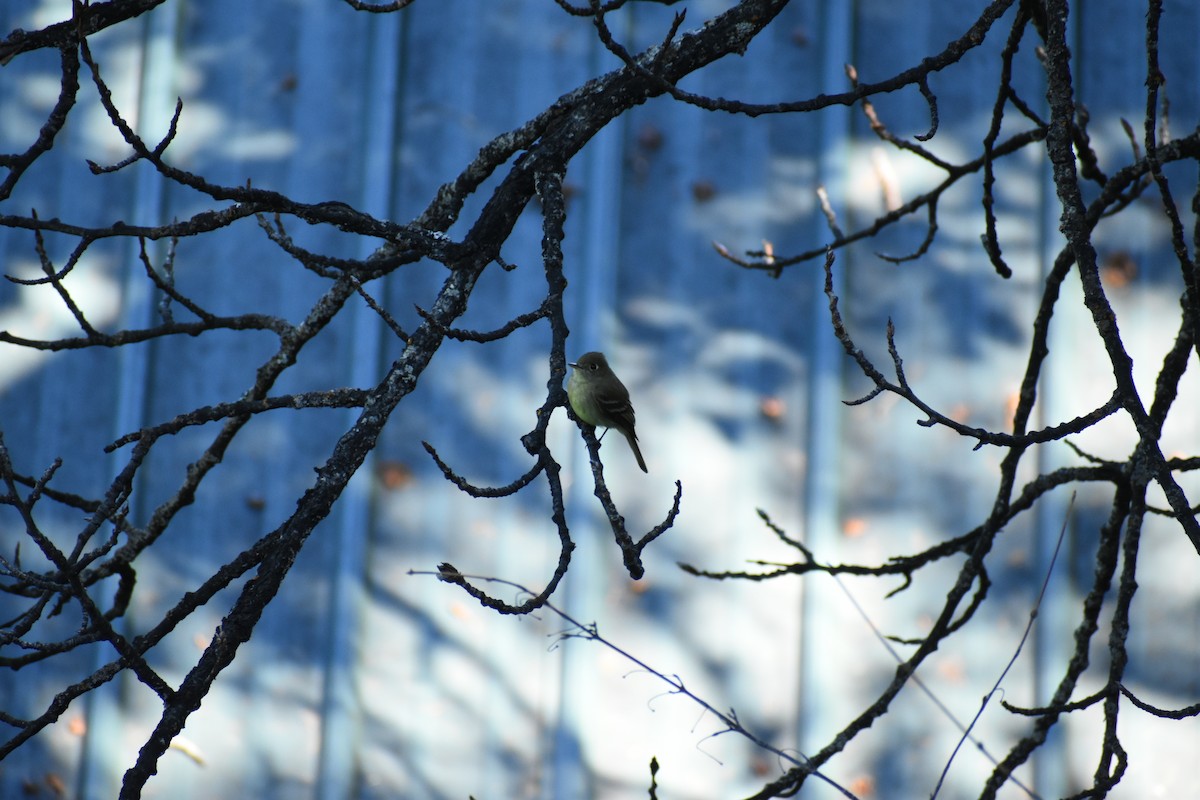 Western Flycatcher (Cordilleran) - ML620898975