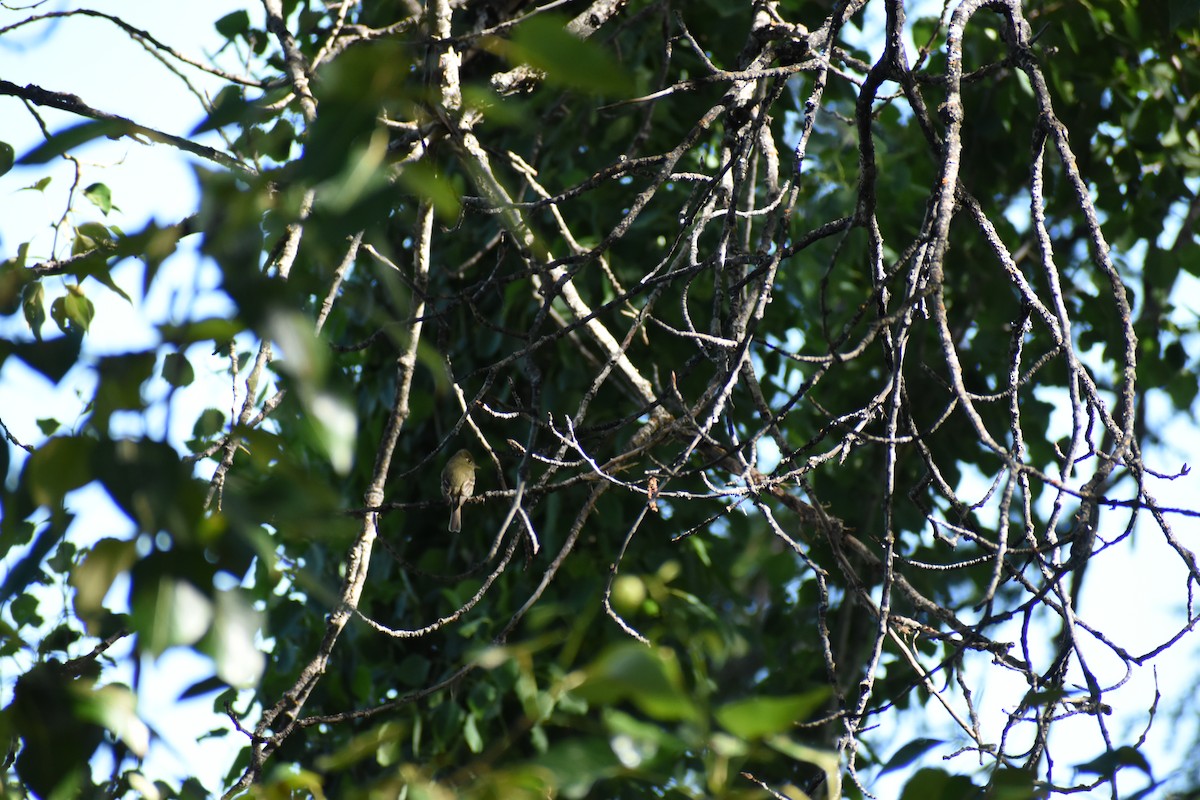 Western Flycatcher (Cordilleran) - ML620898976