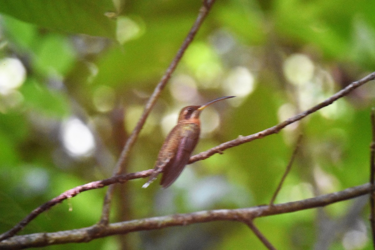 Stripe-throated Hermit - ML620898982