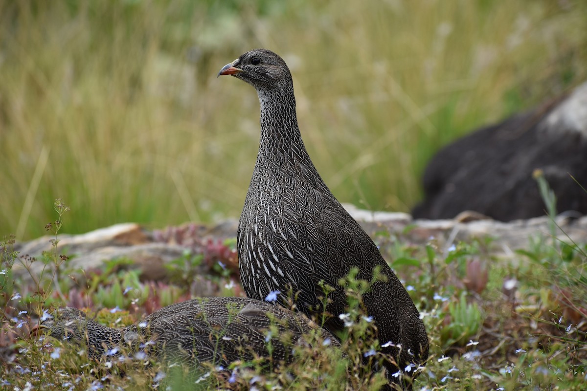 Cape Spurfowl - ML620899002