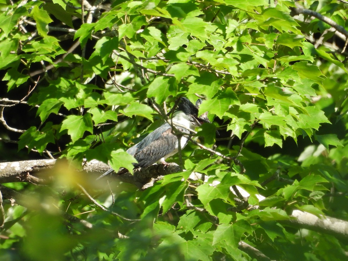 Belted Kingfisher - ML620899008