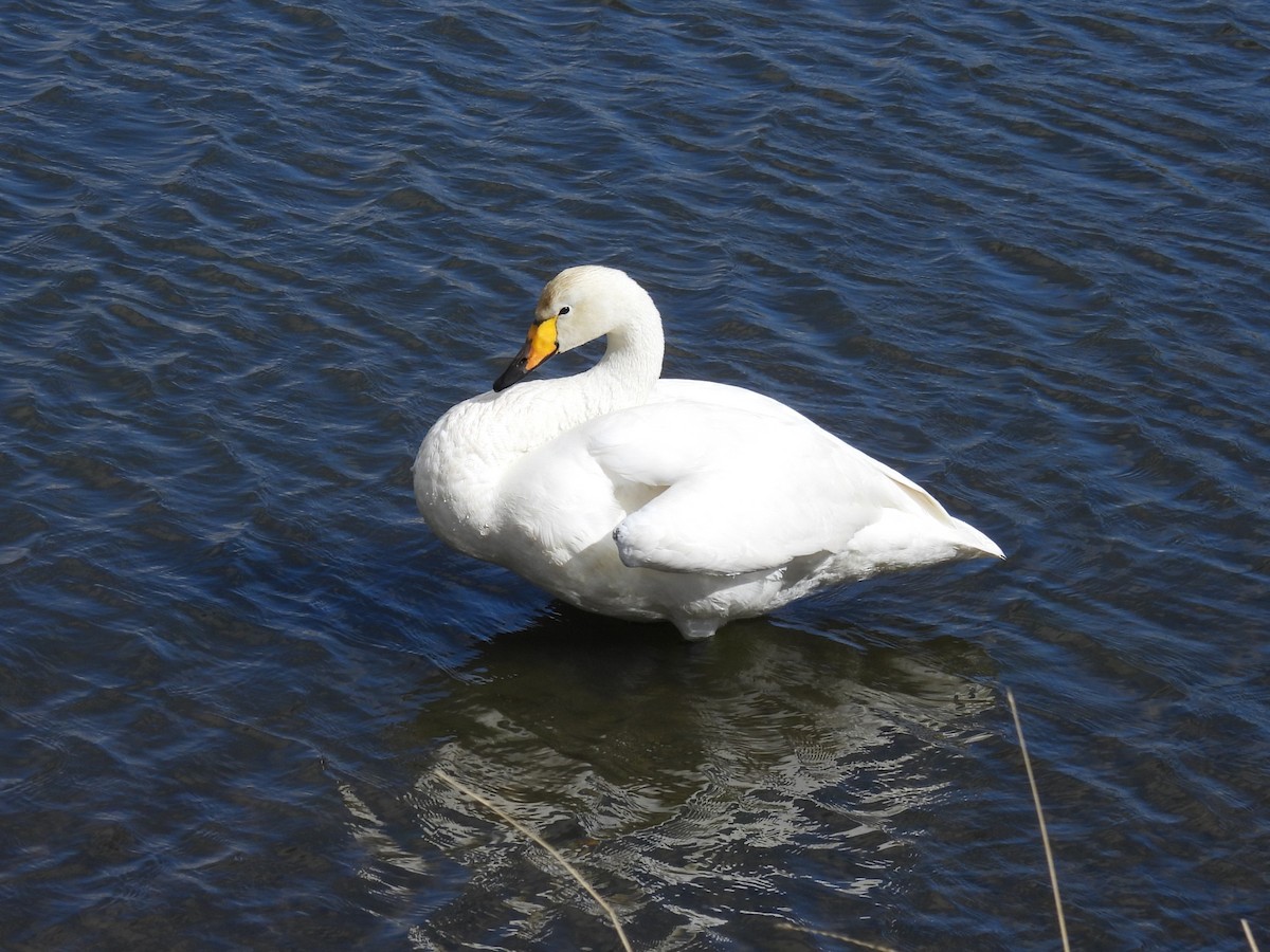 Whooper Swan - ML620899017
