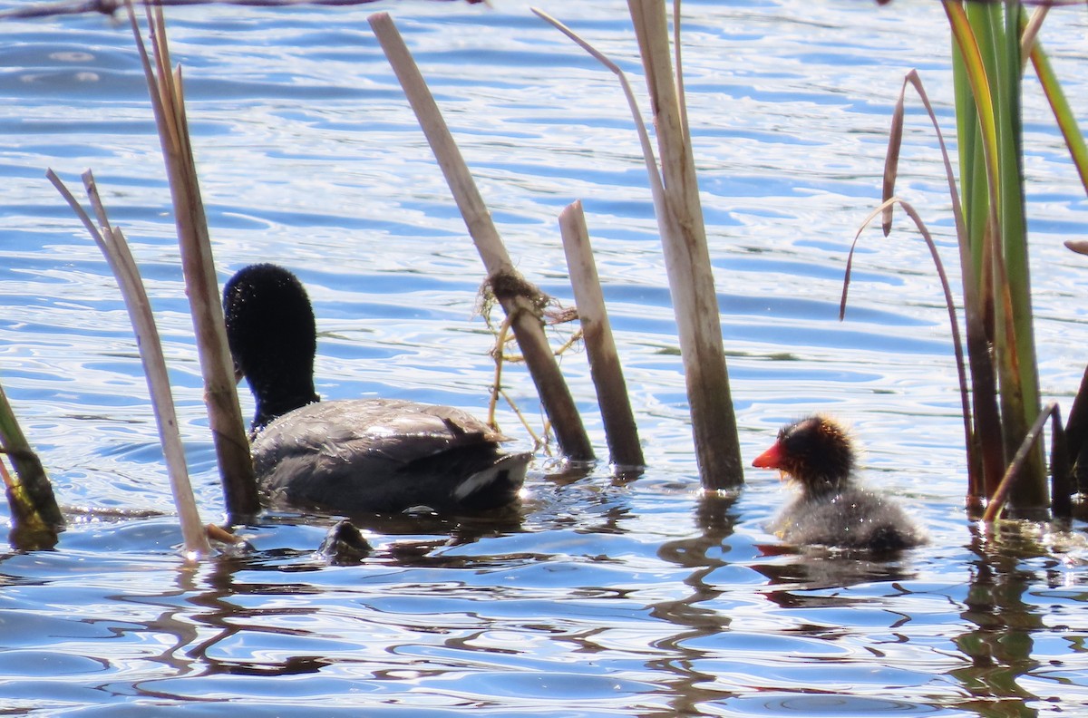 American Coot - ML620899019