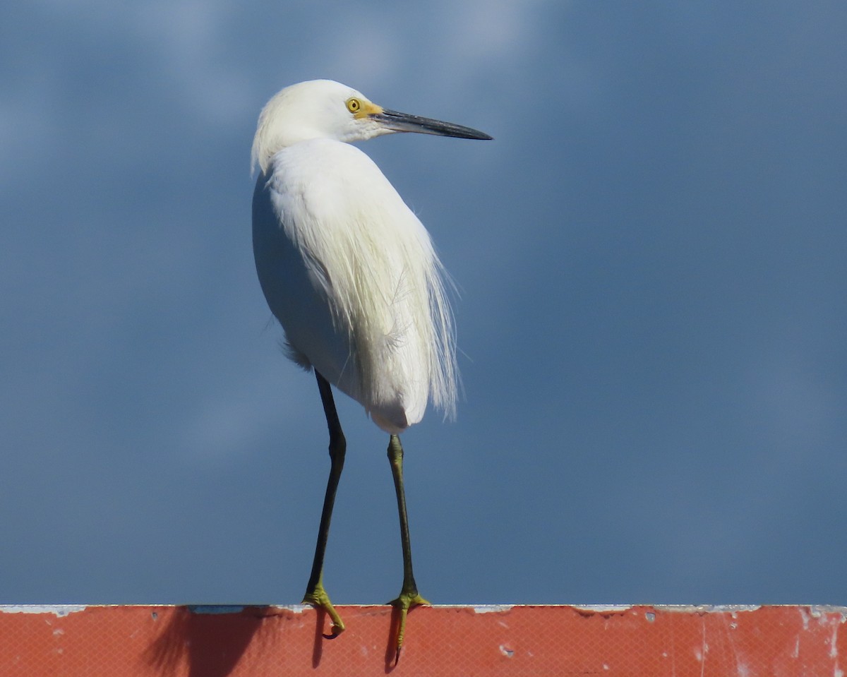 Snowy Egret - ML620899026