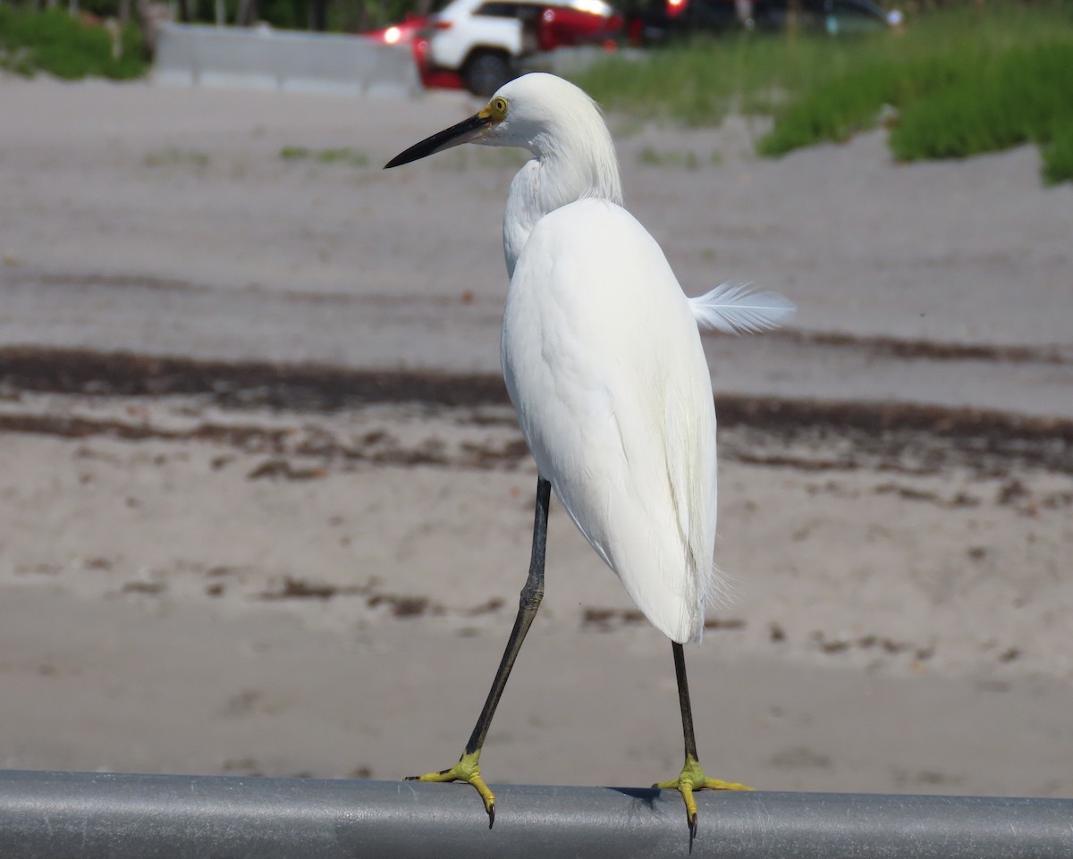 Snowy Egret - ML620899027