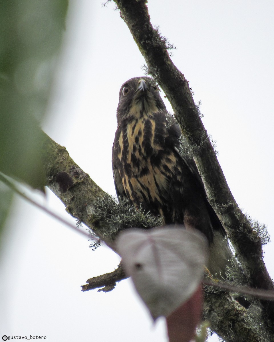 White-rumped Hawk - ML620899028