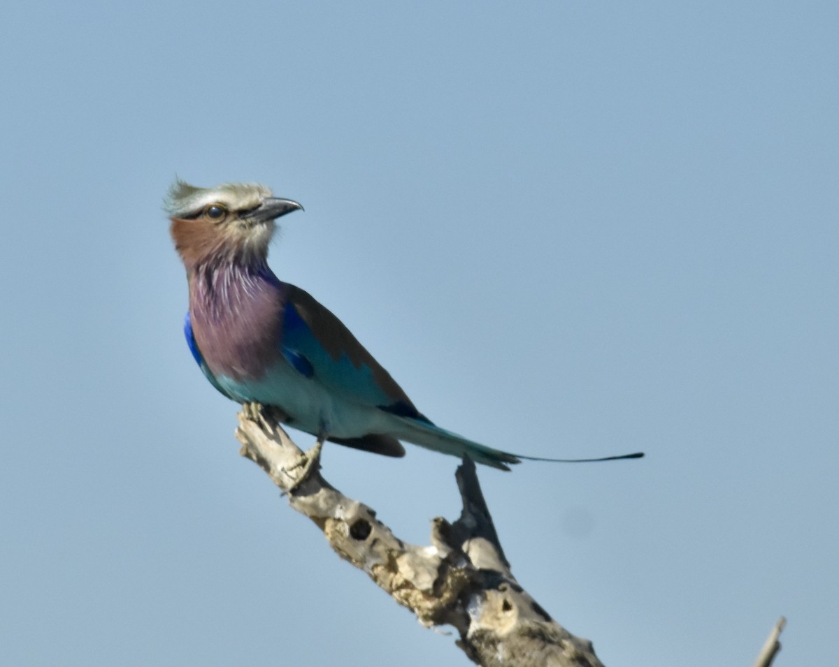 Lilac-breasted Roller - ML620899029