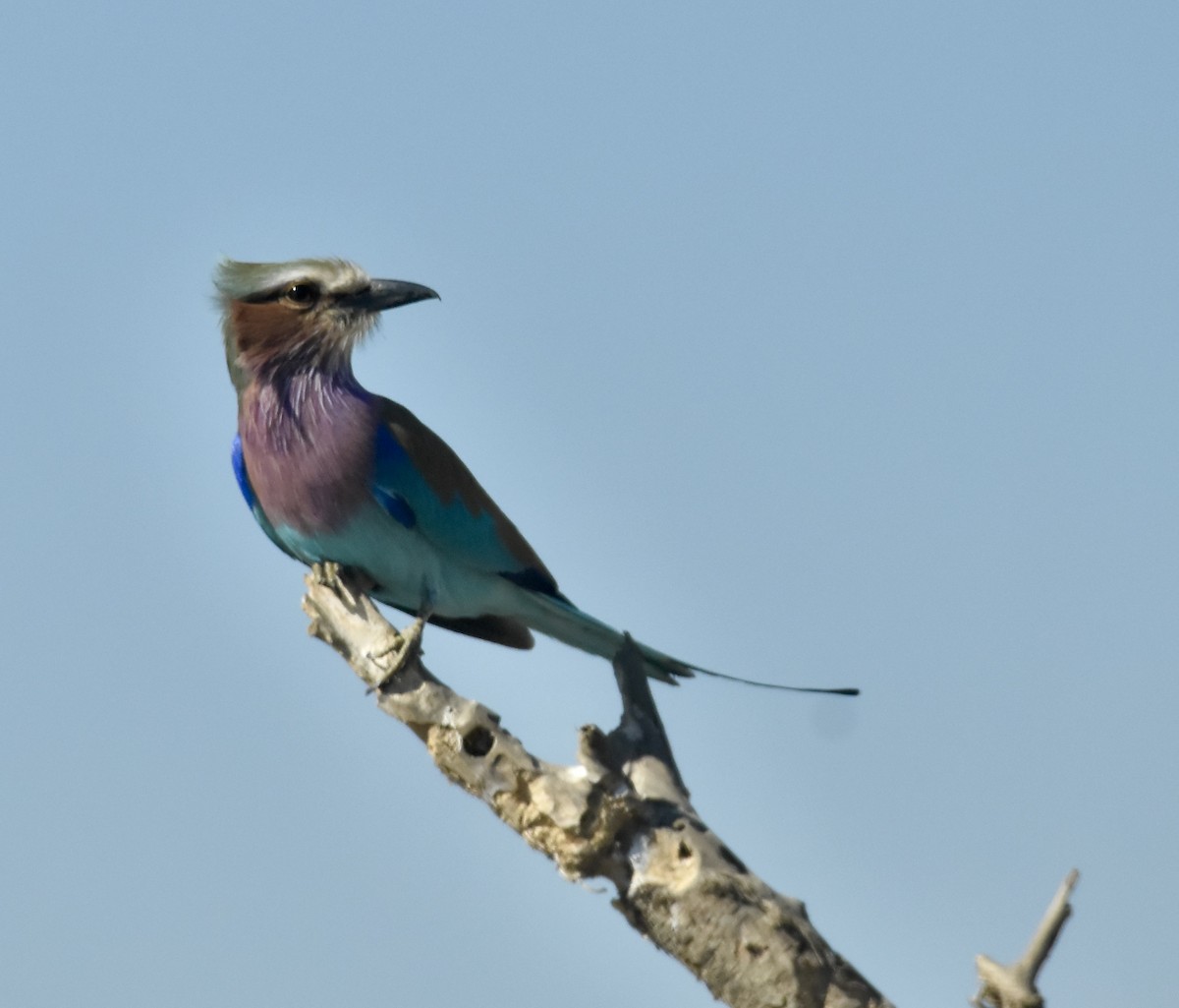 Lilac-breasted Roller - ML620899030