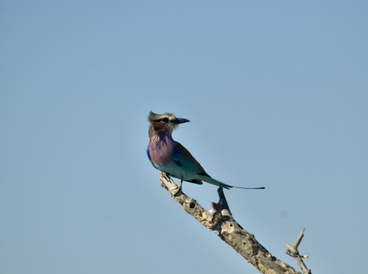 Lilac-breasted Roller - ML620899031
