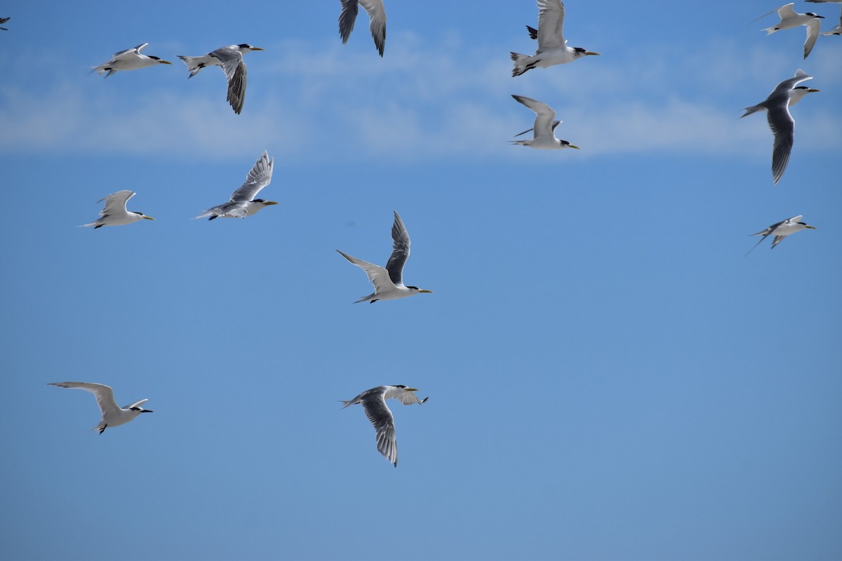 Great Crested Tern - ML620899038