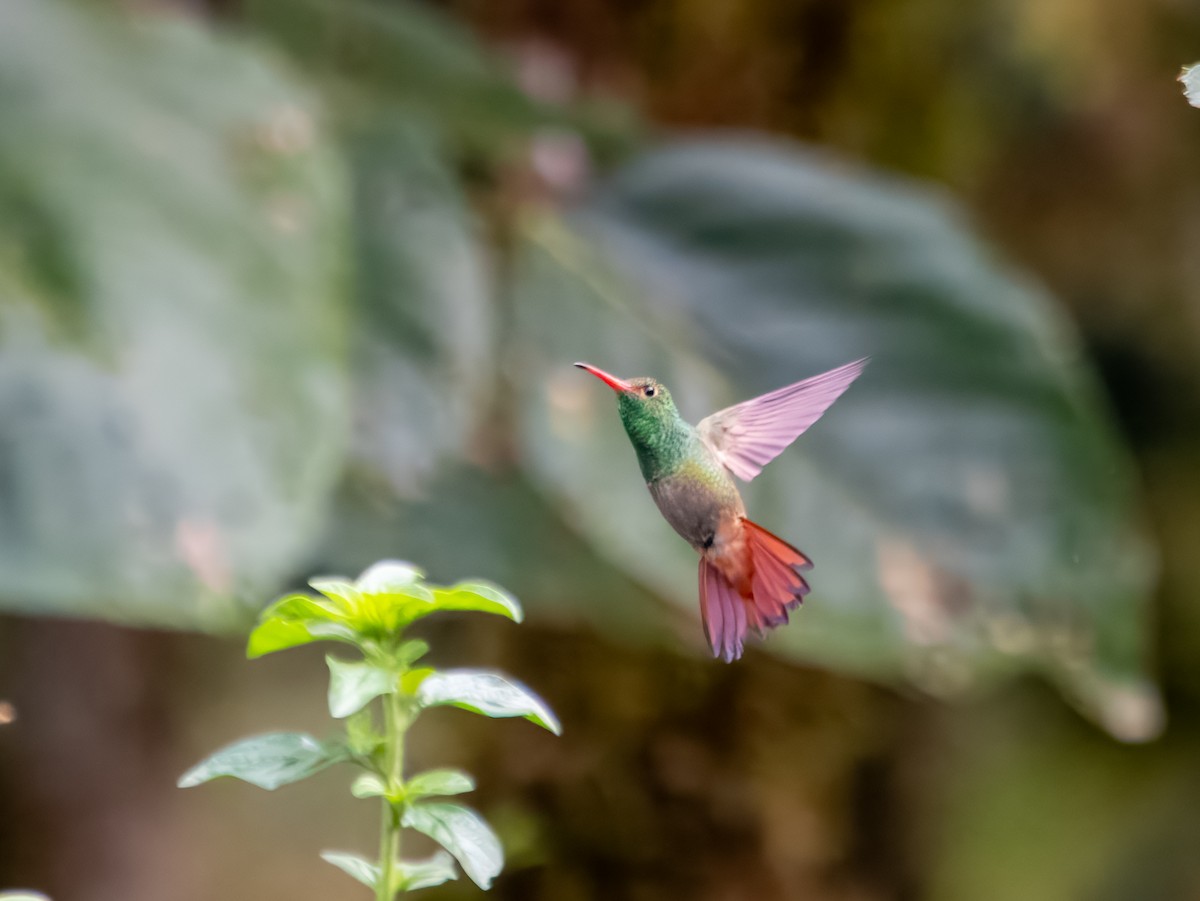 Rufous-tailed Hummingbird - ML620899054