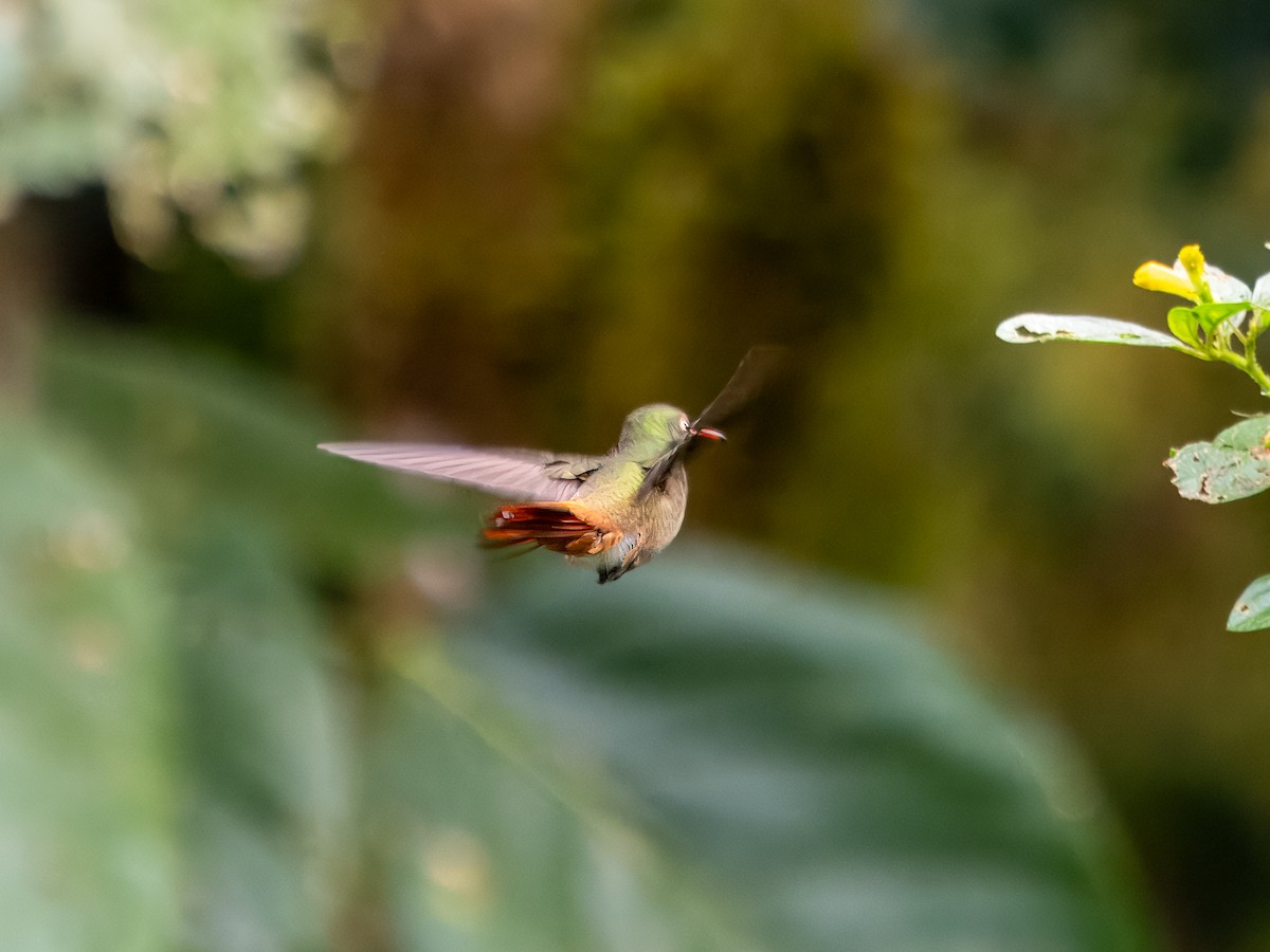 Rufous-tailed Hummingbird - ML620899055