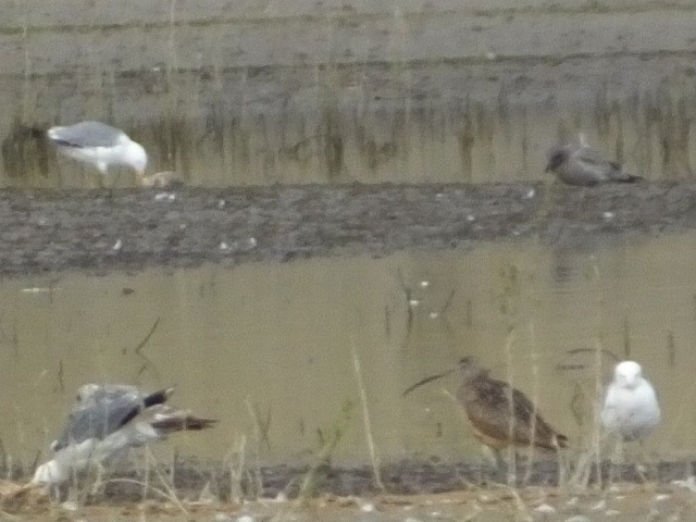 Long-billed Curlew - Dave Hanscom