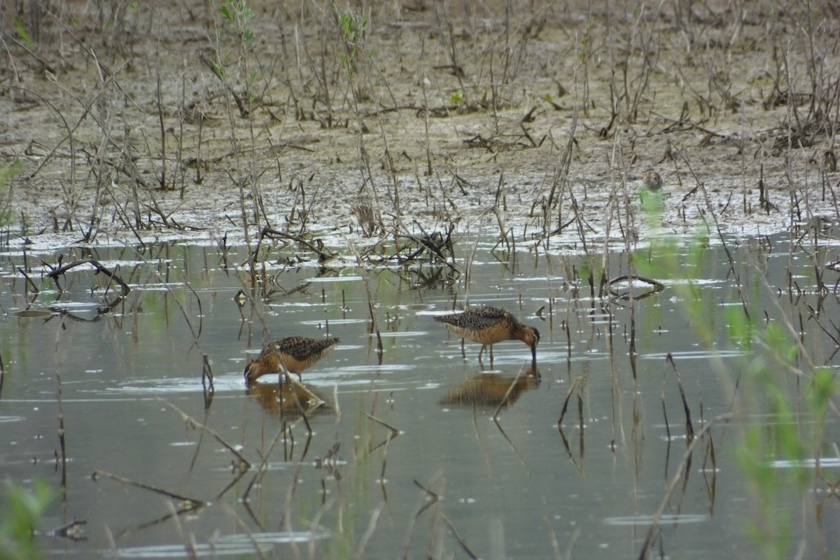 Long-billed Dowitcher - Dave Hanscom