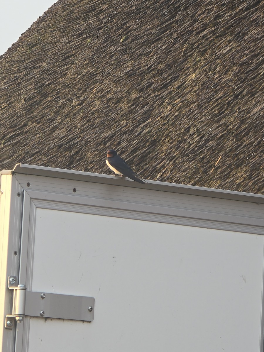 Barn Swallow - ML620899089