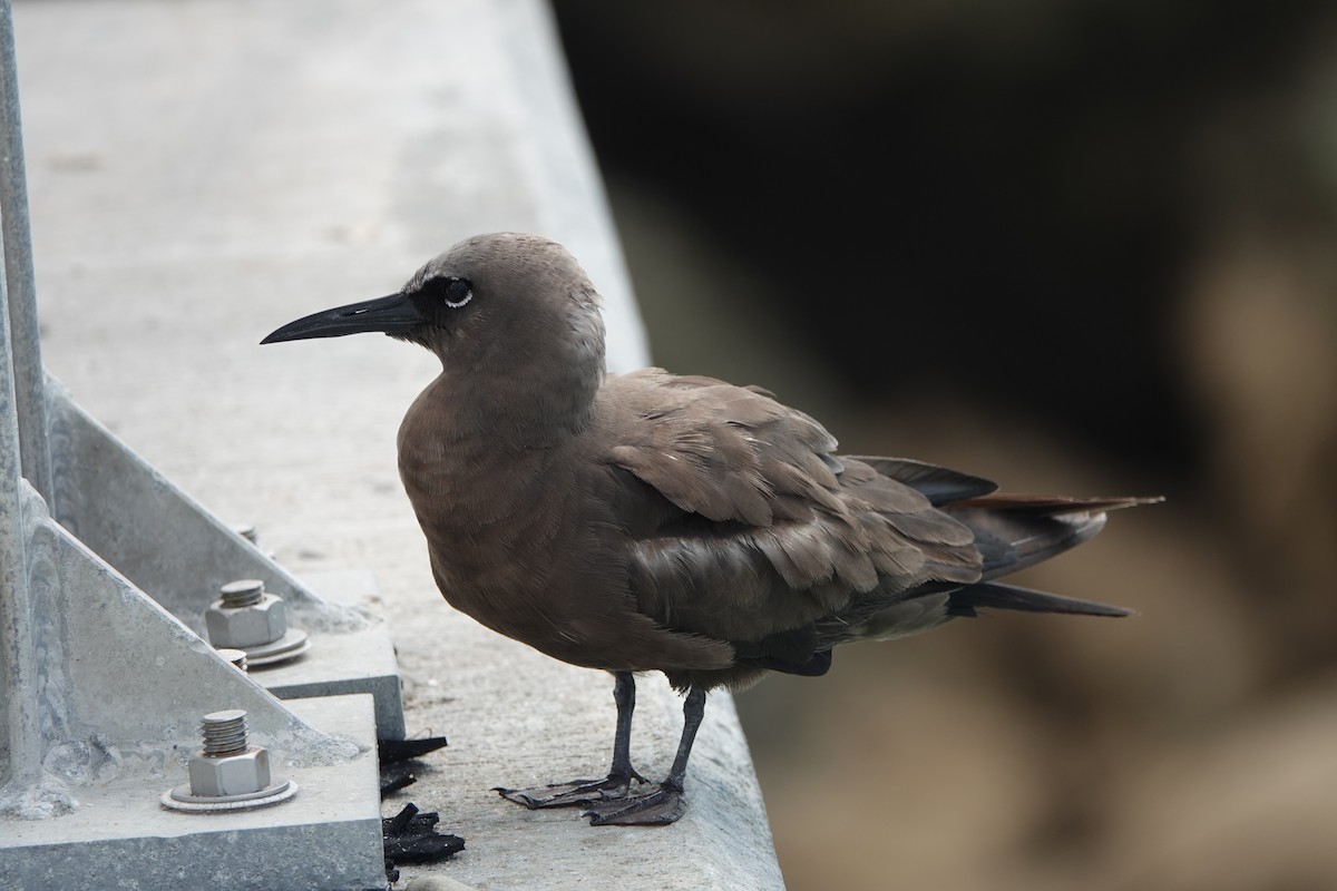 Brown Noddy - ML620899103