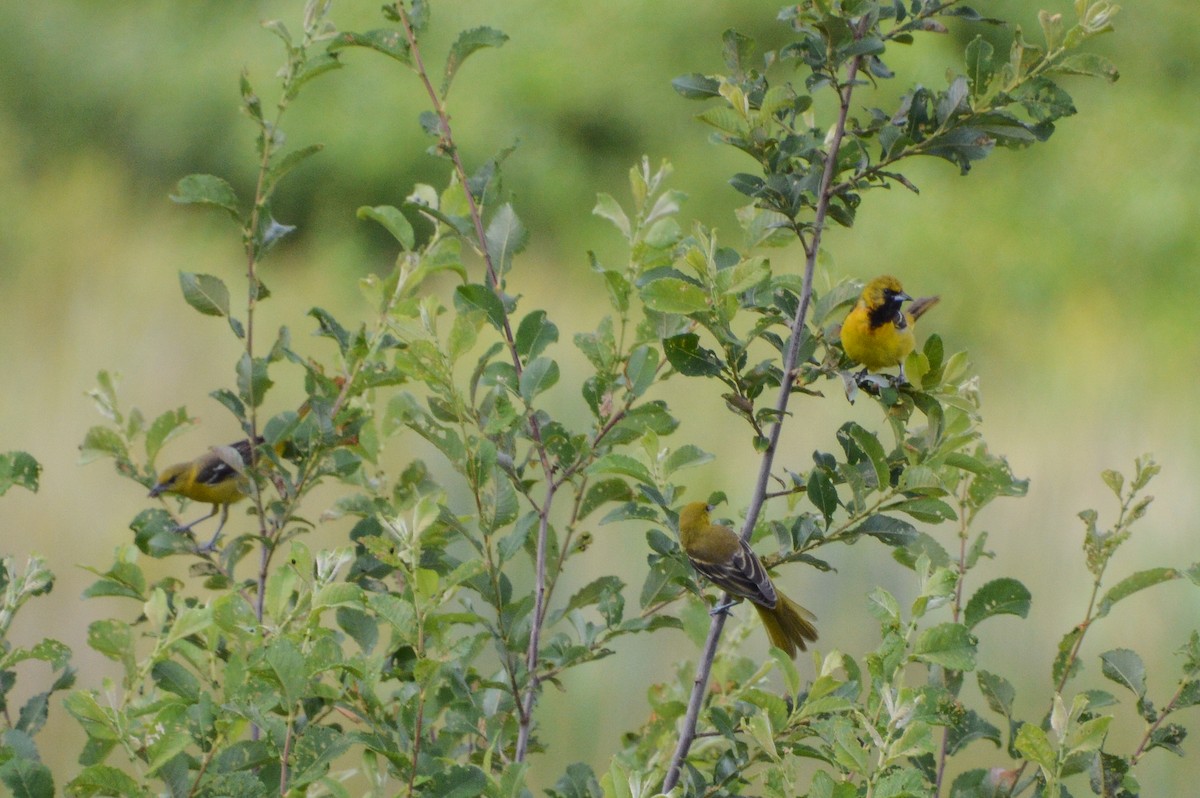 Orchard Oriole - ML620899106