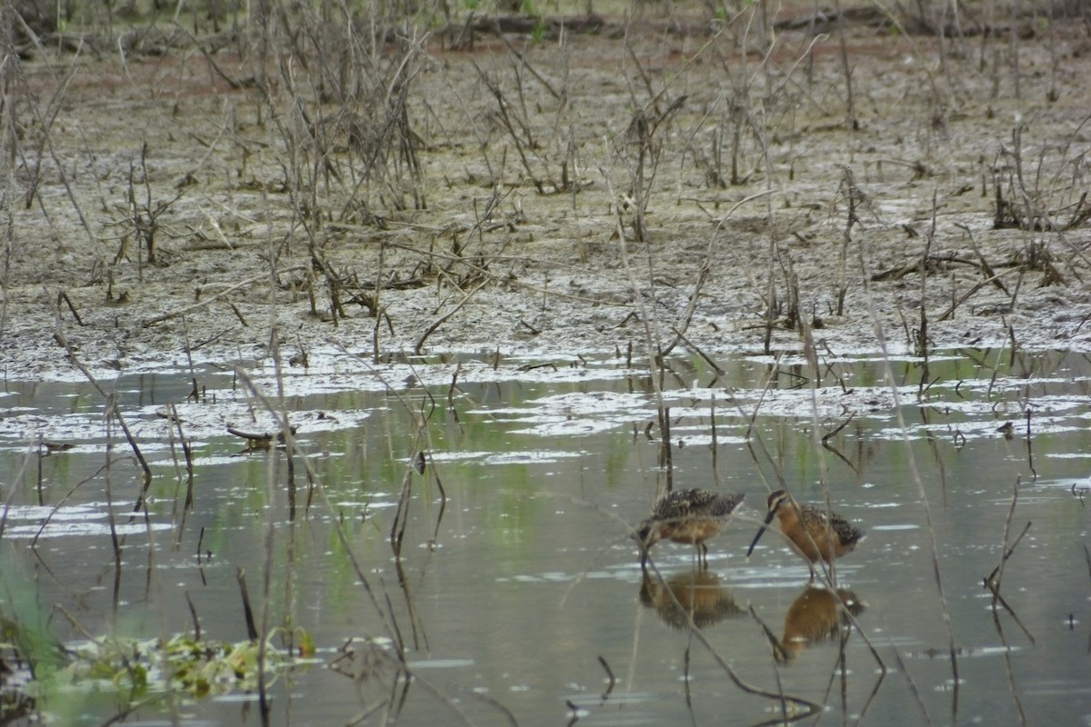 Long-billed Dowitcher - ML620899109