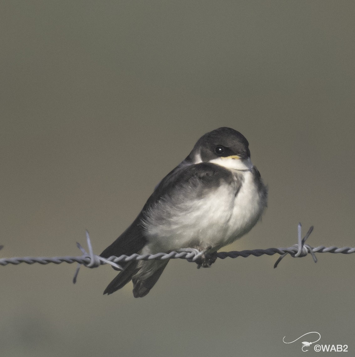 Tree Swallow - ML620899116