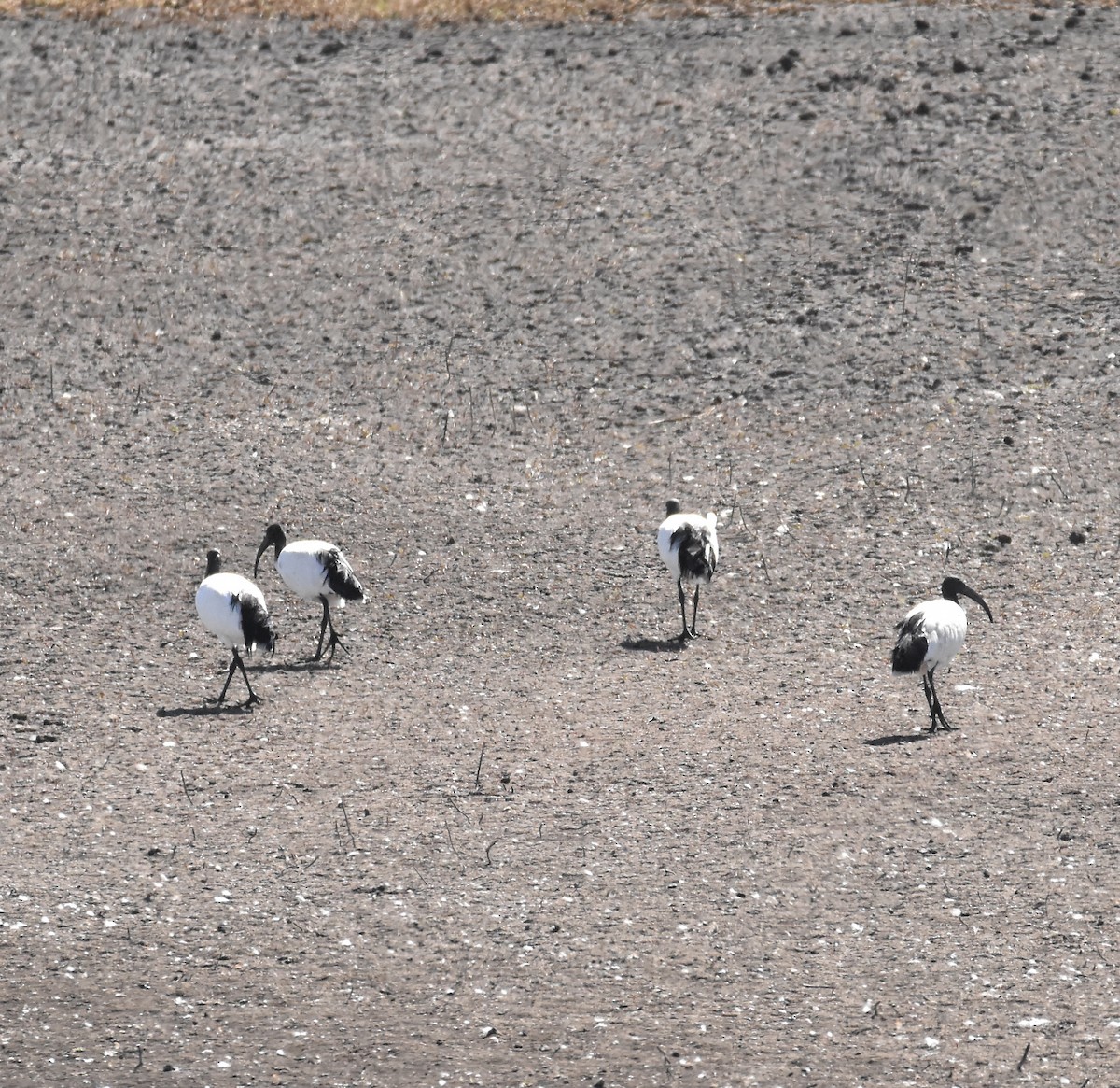 African Sacred Ibis - ML620899126