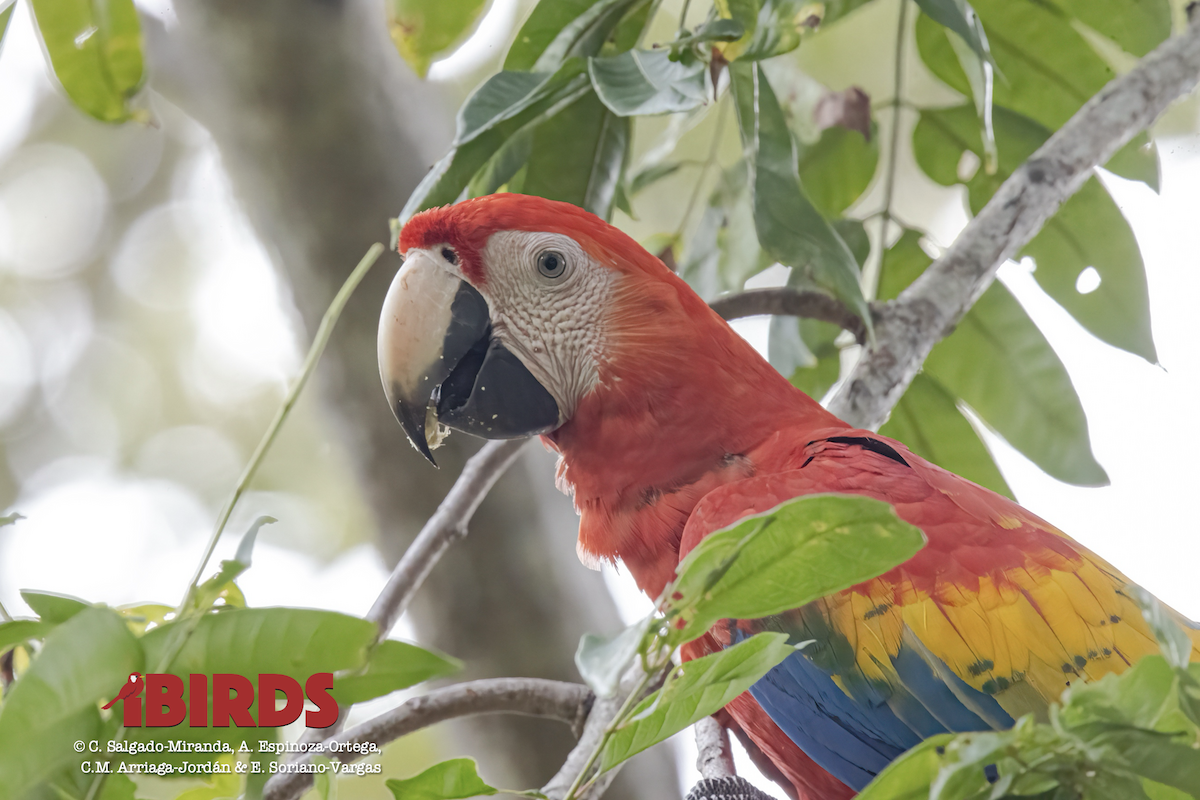 Scarlet Macaw - C. Salgado-Miranda & E. Soriano-Vargas