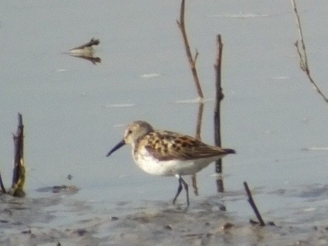 Western Sandpiper - ML620899143