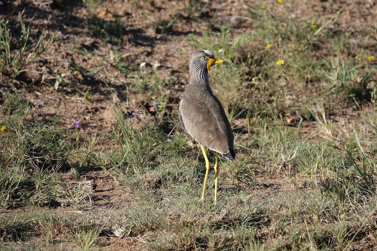 Wattled Lapwing - ML620899146