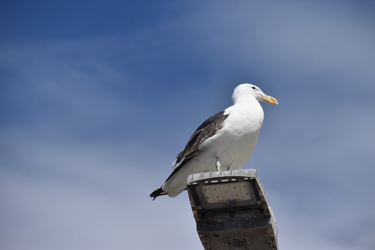 Kelp Gull - ML620899162