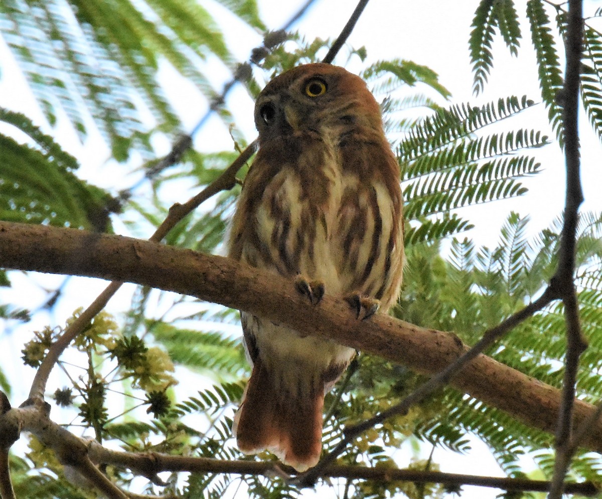 Ferruginous Pygmy-Owl - Jerry Davis