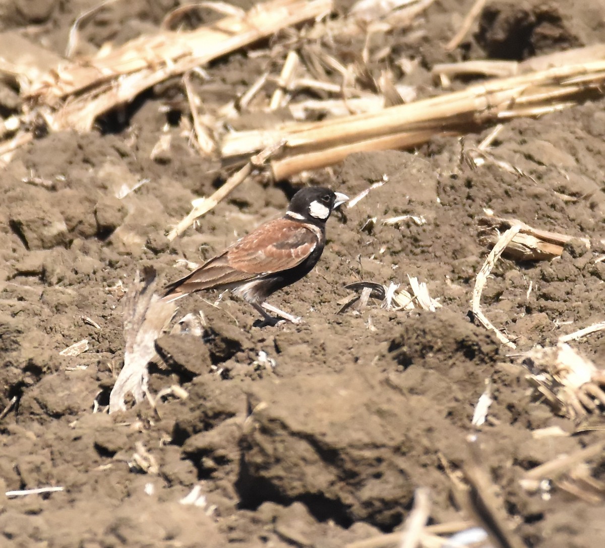 Chestnut-backed Sparrow-Lark - ML620899170
