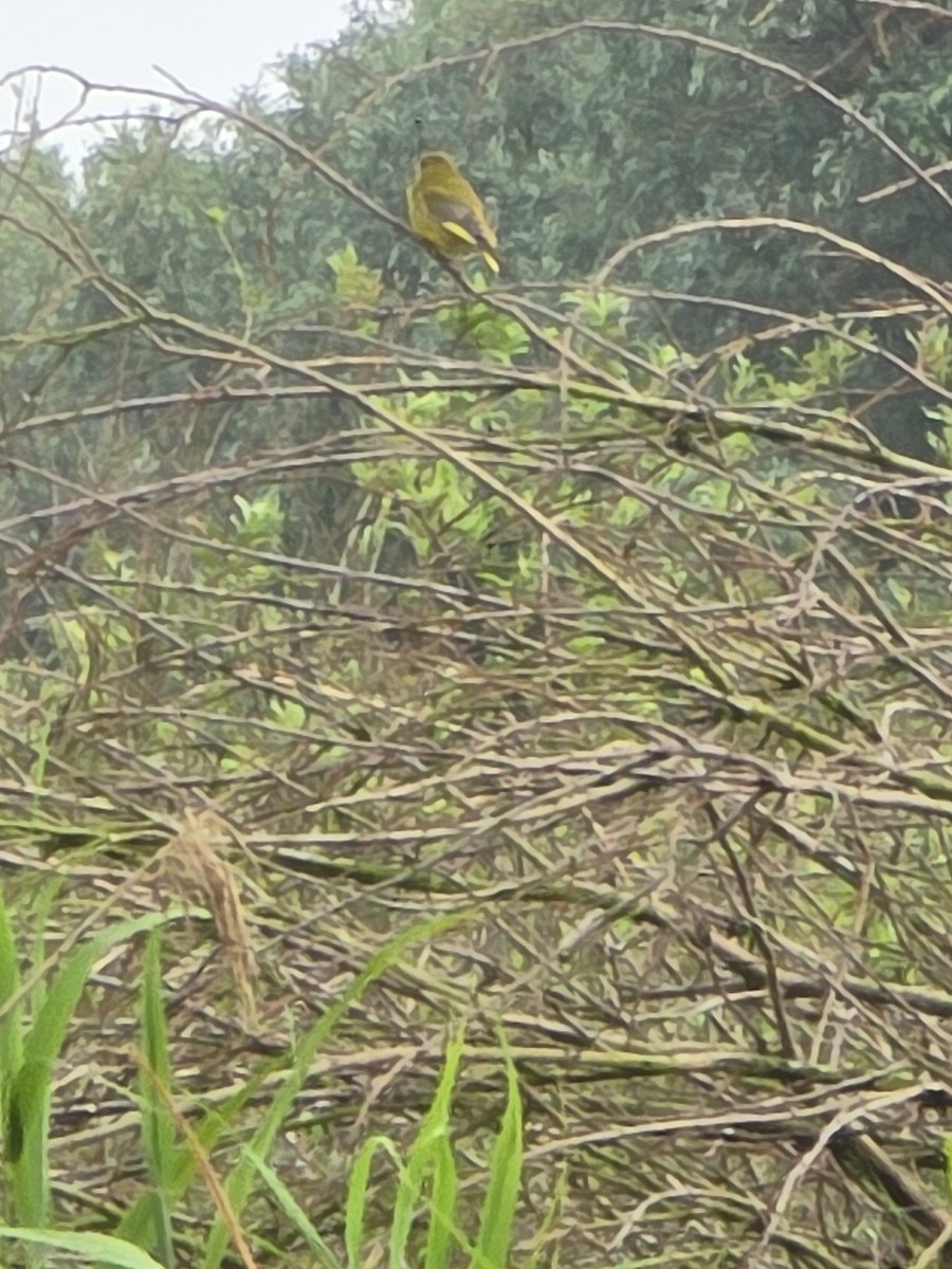 European Greenfinch - ML620899175