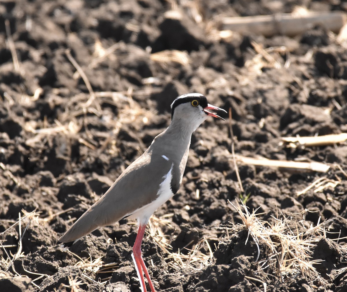 Wattled Lapwing - ML620899179