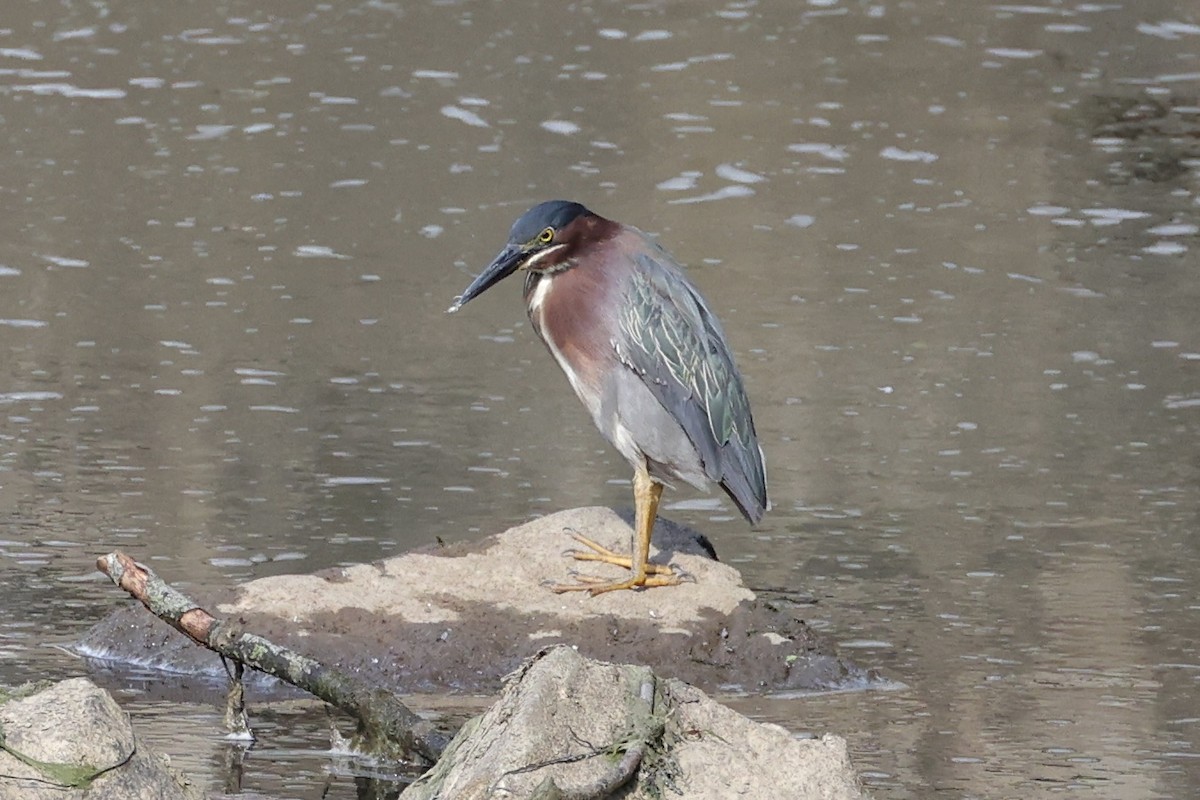 Green Heron - ML620899186