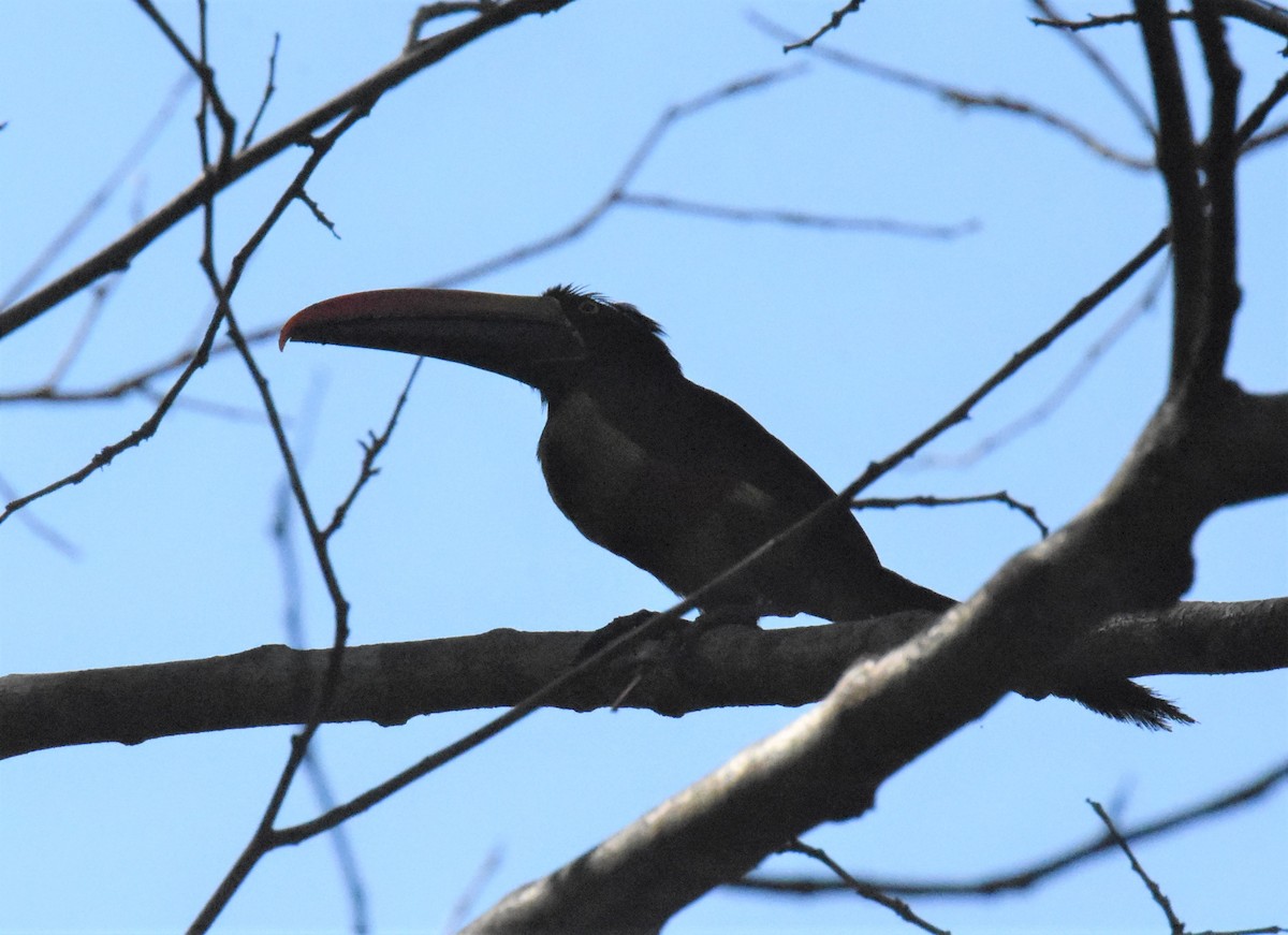 Fiery-billed Aracari - ML620899187