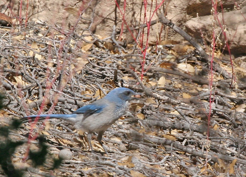 Woodhouse's Scrub-Jay - ML620899191