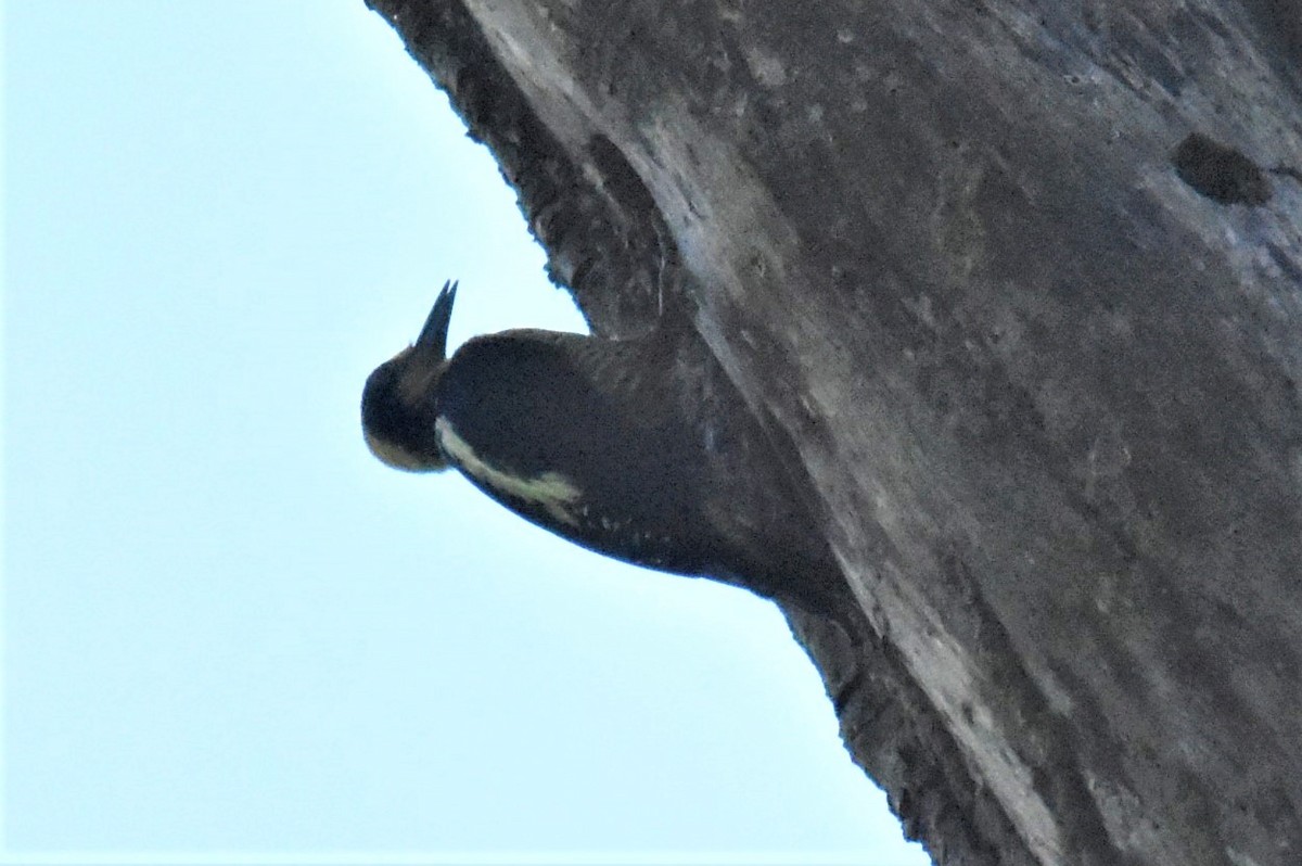 Golden-naped Woodpecker - ML620899195