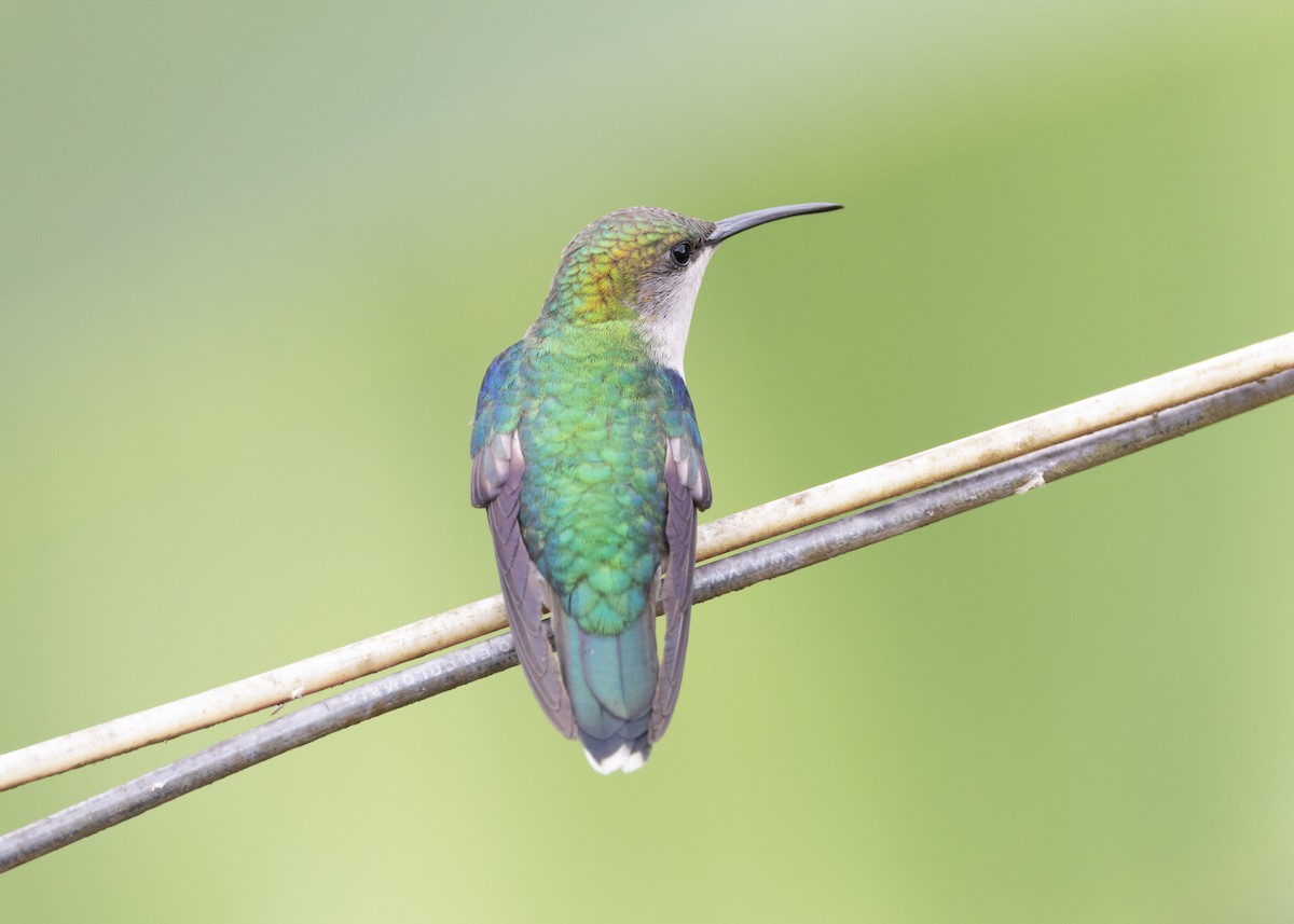 Crowned Woodnymph (Colombian Violet-crowned) - Silvia Faustino Linhares