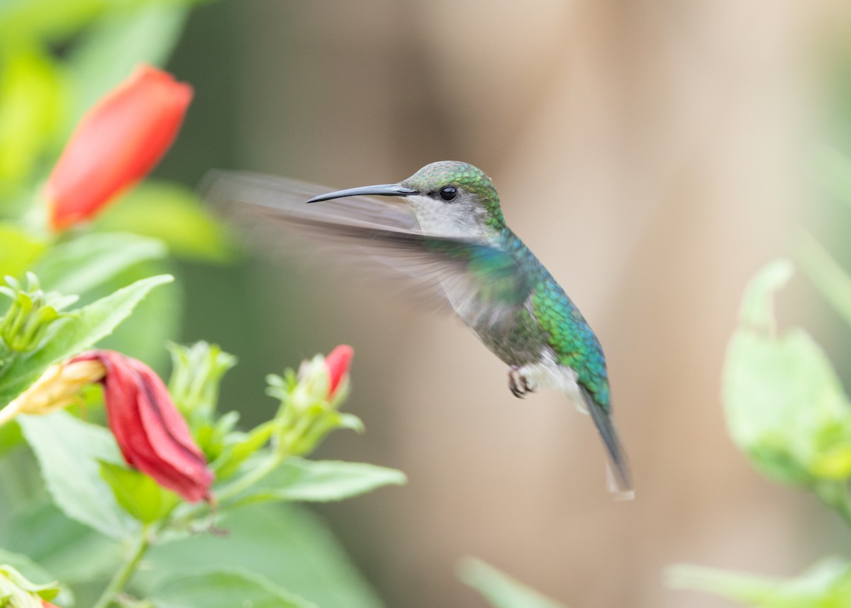 Crowned Woodnymph (Colombian Violet-crowned) - ML620899204