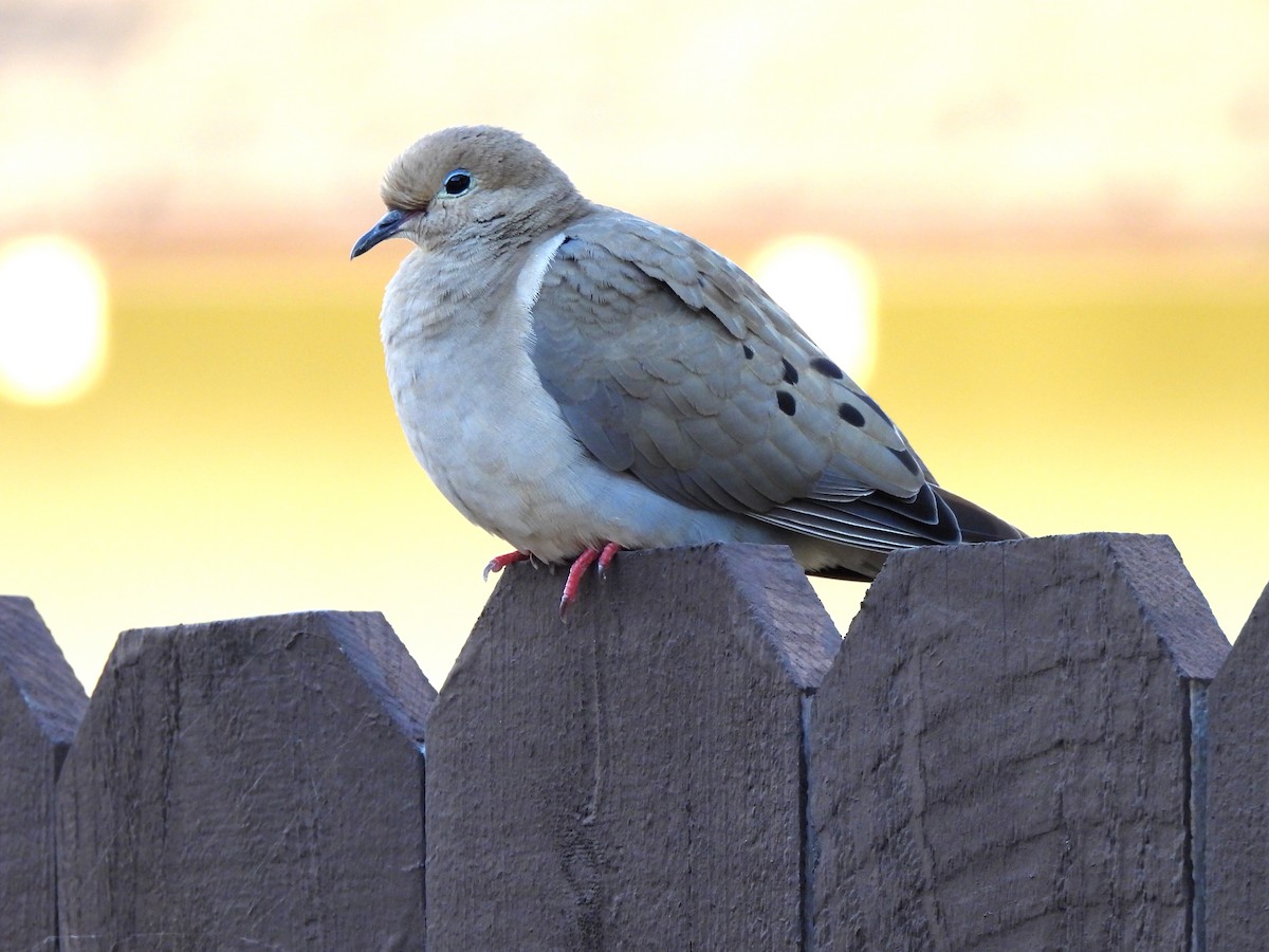 Mourning Dove - ML620899211