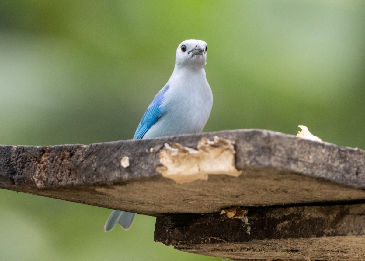 Blue-gray Tanager - ML620899214