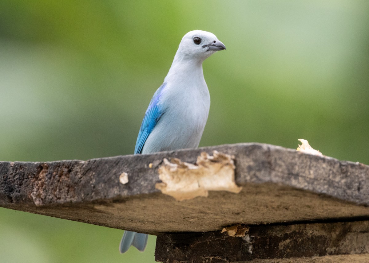 Blue-gray Tanager - ML620899215