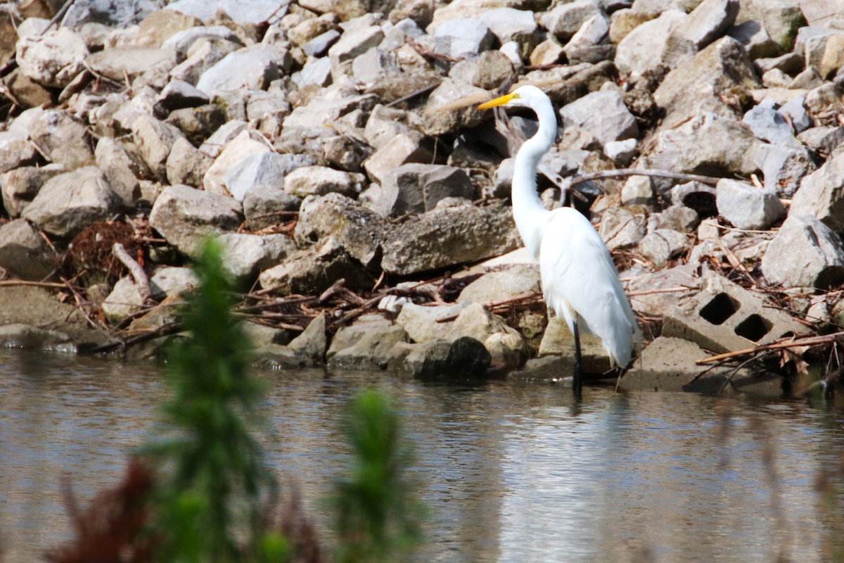 Great Egret - Joli Reising