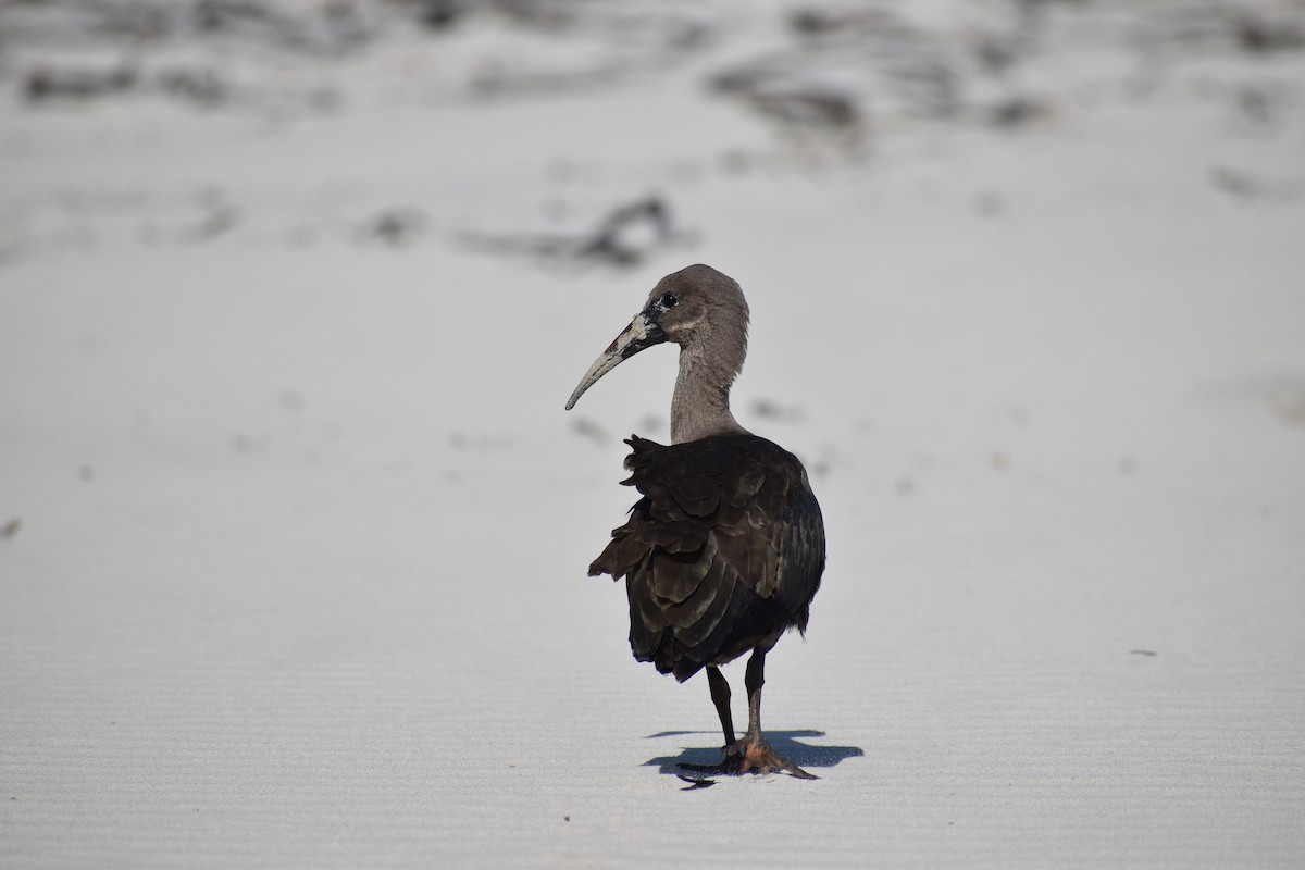 Hadada Ibis - ML620899235