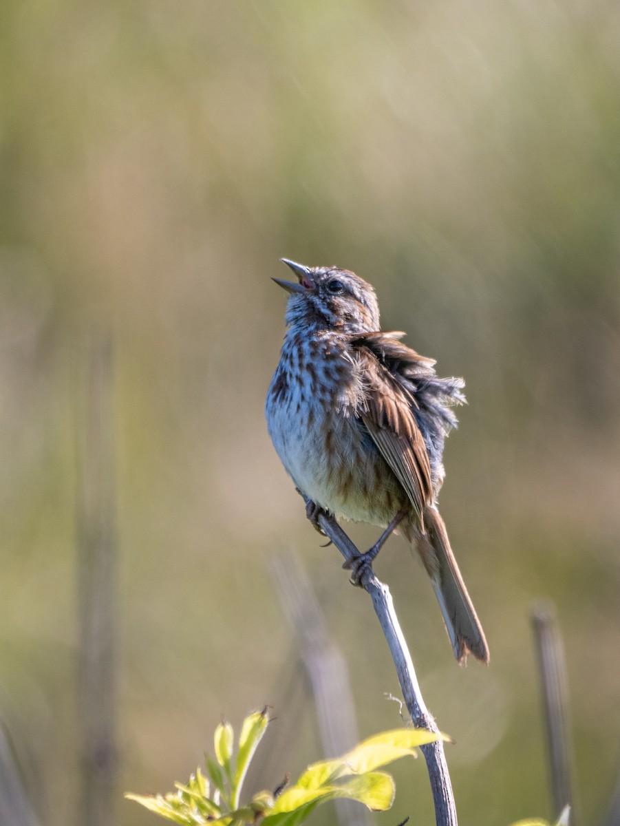 Song Sparrow - ML620899238